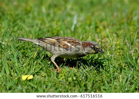 Sparrow Close Up Bird on the Grass
