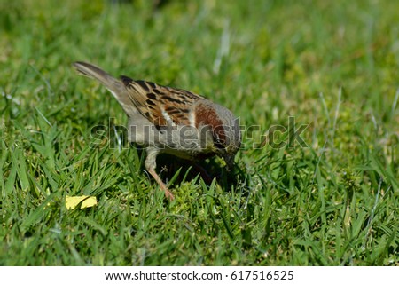 Sparrow Close Up Bird on the Grass
