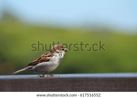 Sparrow Close Up Bird