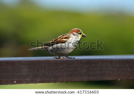 Sparrow Close Up Bird