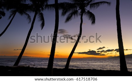 Palm trees silhouette against sunset on Maui, Hawaii