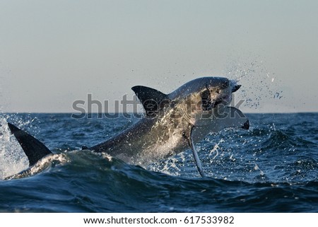Great white shark, Carcharodon carcharias, South Africa