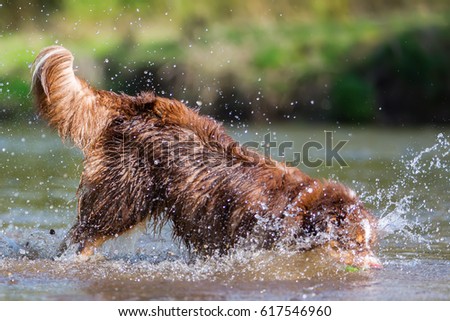 picture of an Australian Shepherd dog playing in a river