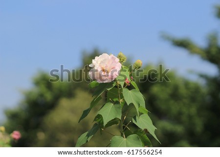 Cotton rose hibiscus, Confederate rose, Confederate rose mallow, 