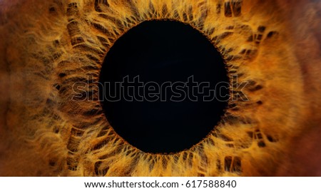 Beautiful brown human eye very close-up macro photography