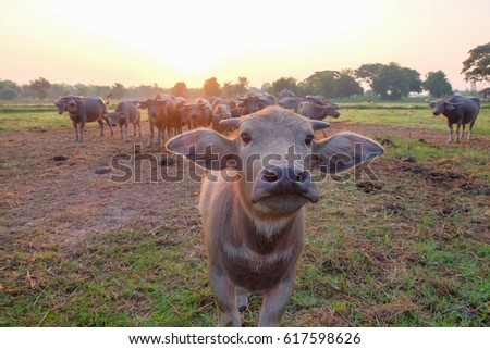 a front selective focus picture of young cute buffalo with a herd of buffaloes at background 