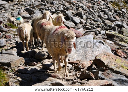sheep in the mountains of the Dolomites in Val Senales