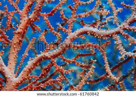 Close up of sea fan underwater Royalty-Free Stock Photo #61760842