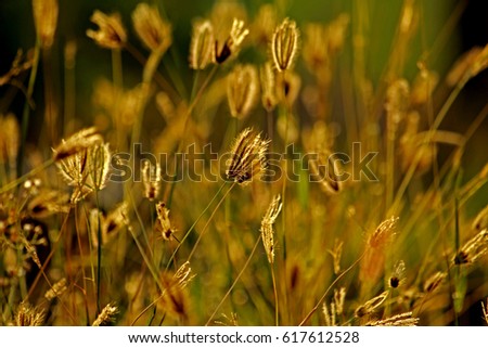 Grass flower on light
