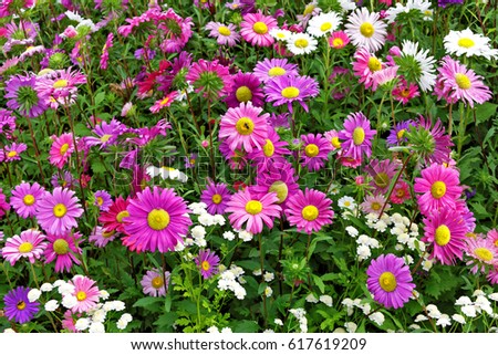 Flower bed of flowering autumn flowers outdoors