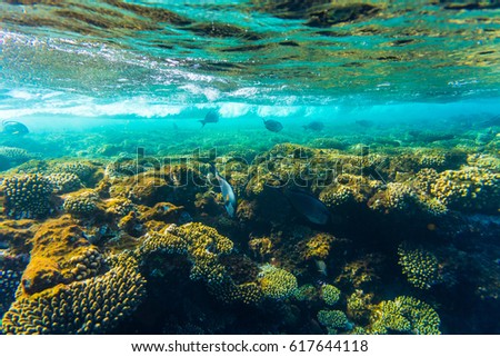 sea coral reef with hard corals, fishes and sunny sky shining through clean water - underwater photo