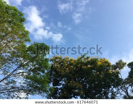 Blossoming yellow flowers on vivid summer with blue sky in the background.