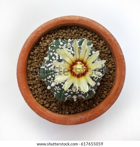 Top view of Succulent, Astrophytum asterias cactus in pot for decoration. Succulent cactus isolated on white background.