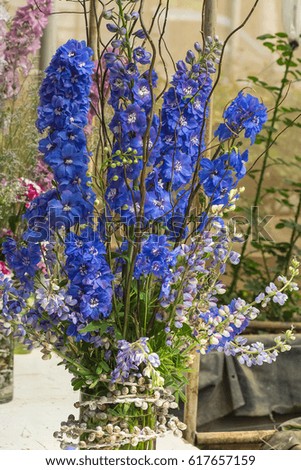 Beautiful flowers of delphinium plant show in vertical style.