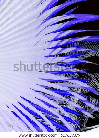 palm leaves background in negative style