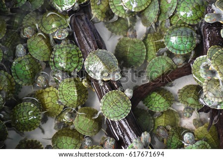 A lot of little turtle for sale.