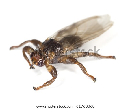 Louse fly isolated on white background. Extreme close-up with high magnification.