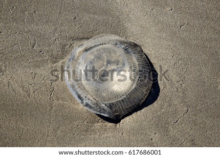 A Jelly fish lies stranded on the beach