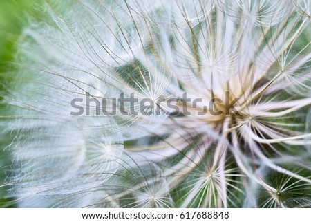 Tragopogon pseudomajor S. Nikit. Dandelion seeds, photo close up Royalty-Free Stock Photo #617688848