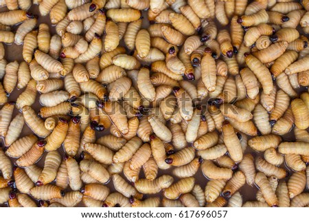 Background of many larvae suitable as food