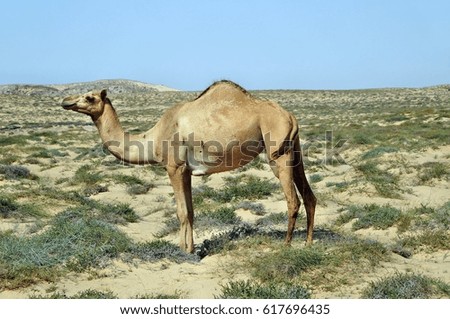 Camel in desert, Oman