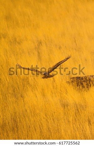 Flying Hawk. Yellow dry grass background.
