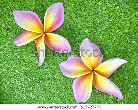 Beautiful flower decoration with green background