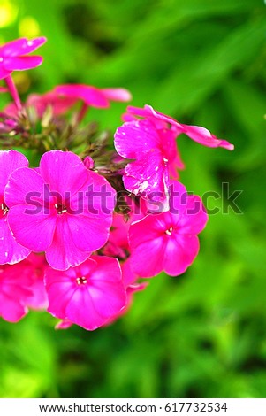 Phlox paniculata  Andre Aida In the sun on a blurred background of different shades of foliage Summer Abstract picture composed 
