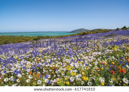 A carpet of flowers cover the fields along the Western Cape Coast after the winter rains in South Africa