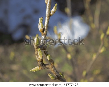 The first spring gentle leaves, buds and branches macro background, young branches with leaves and buds, First sprout on tree branch. Nature awakening in spring time