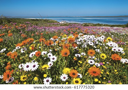 After the winter rains the fields are covered in carpets of colorful flowers along the western coast of South africa