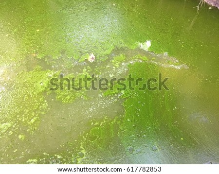 Harmful algae bloom in an aquaculture pond