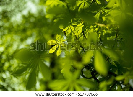 Green leaves on a branch with blurry background