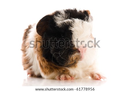 baby guinea pig isolated on the white