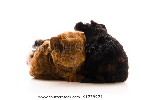 baby guinea pigs isolated on the white