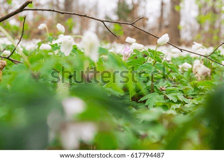 Small White Ground Covering Flowers Green Leaves Dense Macro Depth of Field Forest