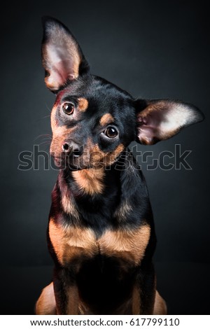 Puppy, dog, toy terrier portrait on a black background