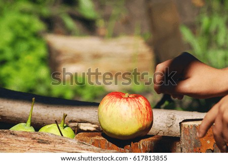 Apple in the garden.