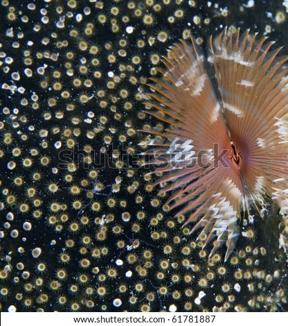 Split-Crown feather duster extended on coral