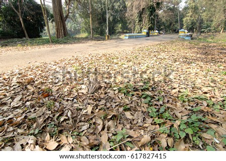 Dry leaves lying still on ground in forest, beautiful winter morning scene. Perspective of fading away. Focus stacked image of nature.