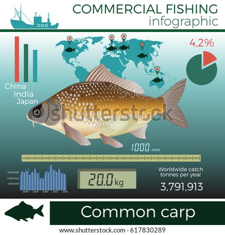 Commercial fishing infographic. Common carp. Vector illustration.