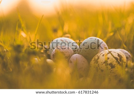 Colorful Easter eggs outside in the grass with evening sun from behind