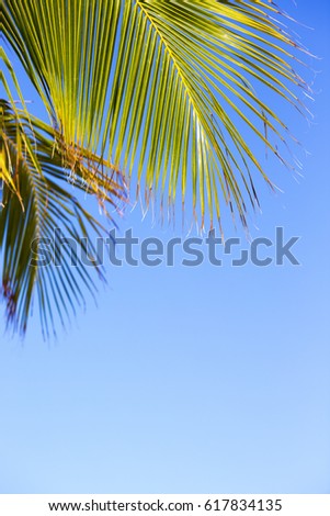 Tropical concept image. An image of palm tree leaves against a blue sky. Copy space.