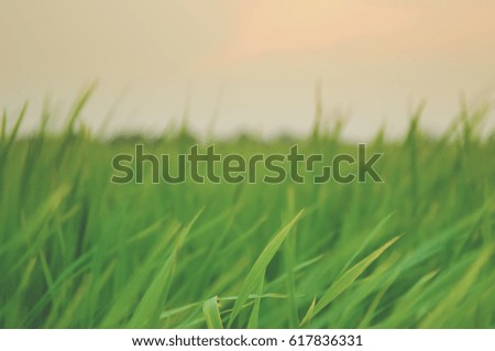 Closed up Rice field green grass landscape background.