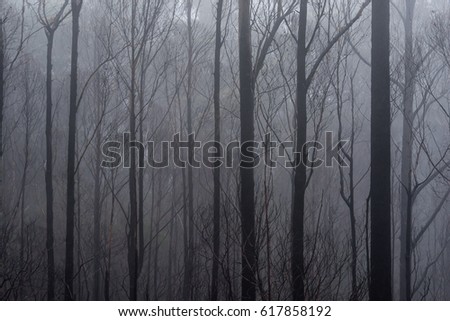 Tree trunks in moody and foggy forest scene. Hobart, Tasmania, Australia.