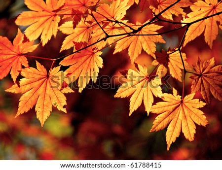 Autumnal colored leaves, maple