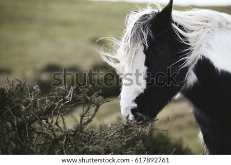 wild horses in Brecon Beacons national park