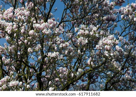 Magnolia blooms in garden Castle Brabant, Netherlands