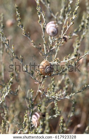 Two steppe snails on dried grass. Picture taken in Russia in the steppe.