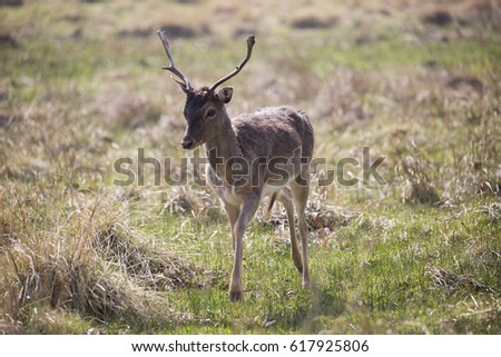 Deer at Dunham Massey Royalty-Free Stock Photo #617925806